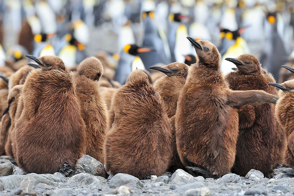 31/32 Nights Atlantic Odyssey, incl. Antarctic Peninsula (St Helena)