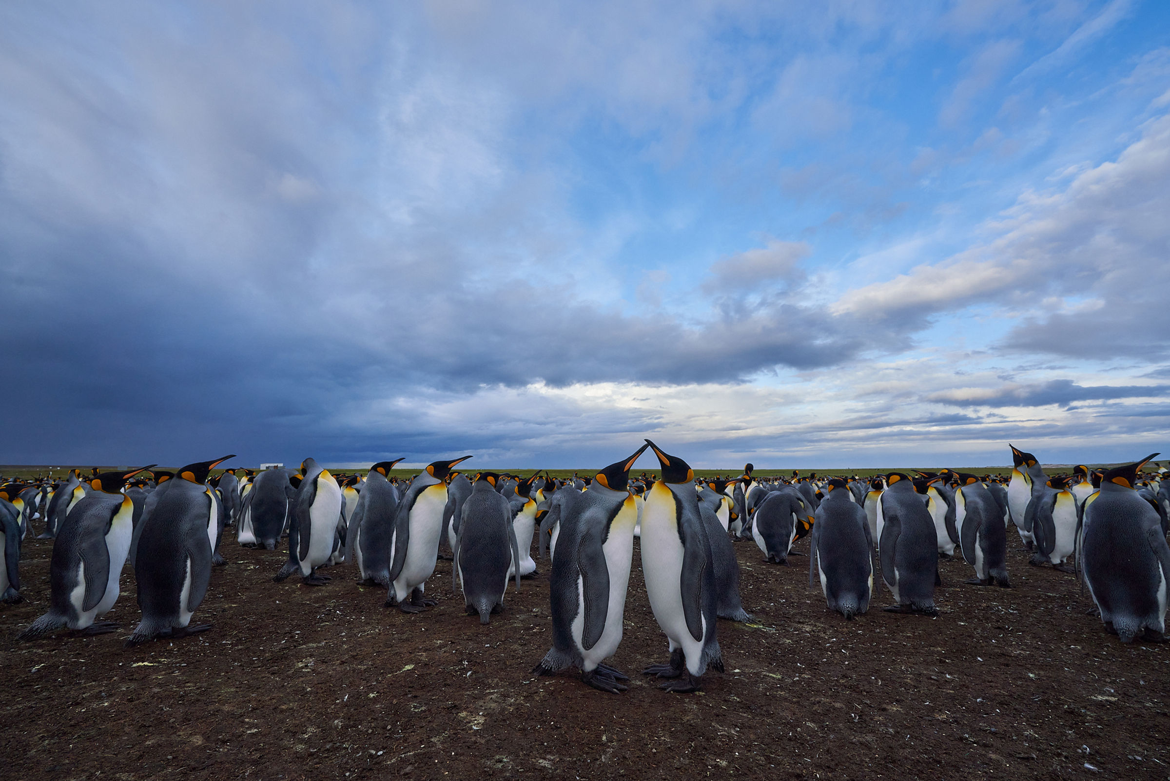 16 Nights Falklands and South Georgia In Depth