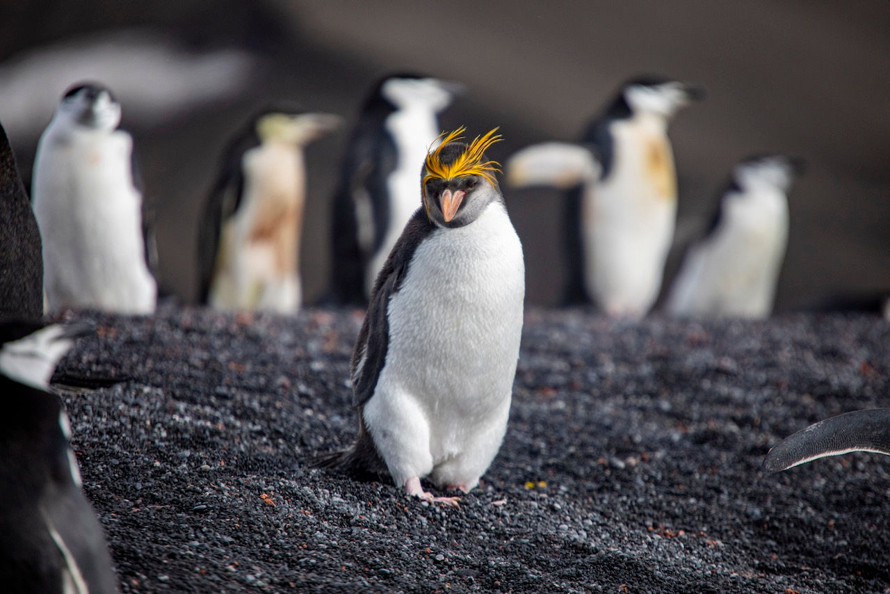 13 Nights Quest for Antarctic Circle