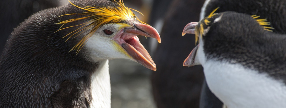 Macquarie Island