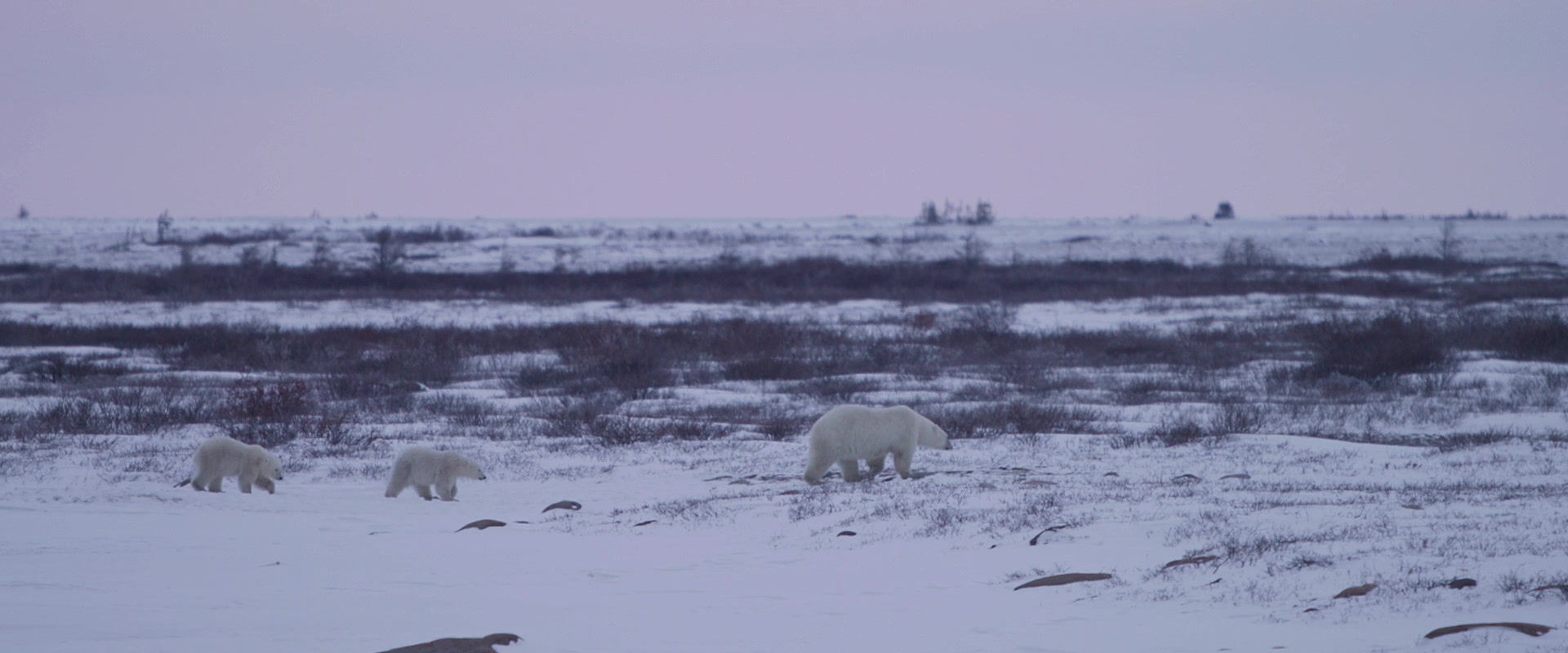 6 Days Classic Churchill Polar Bear Adventure (Land)