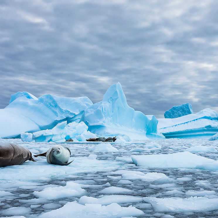 Seals-AdobeStock_279038191.jpeg