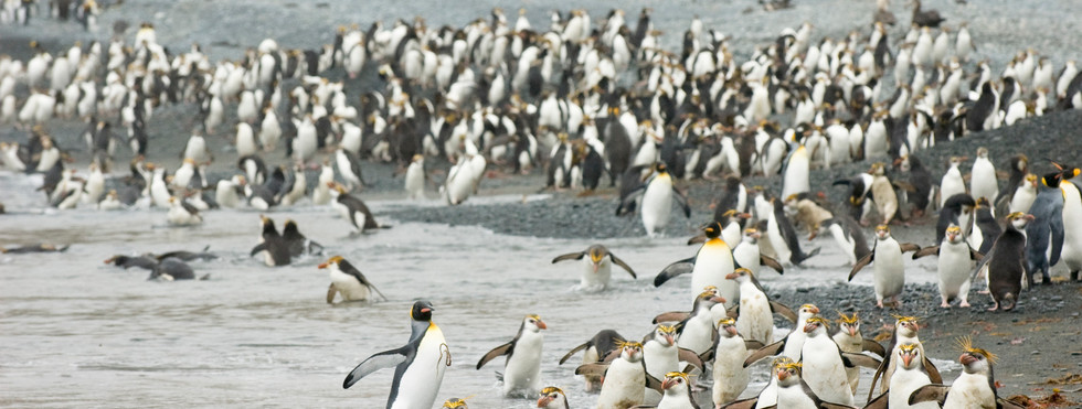 Macquarie Island