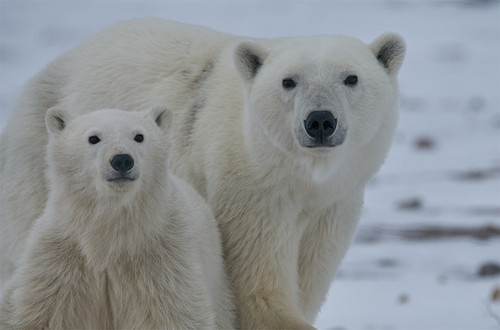 8 Days Polar Bear Migration Fly-in Safari (Land) | polardreamtravel