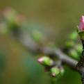 Brotes de primavera