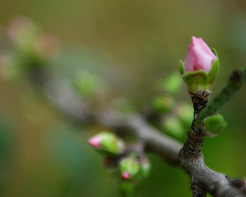 Spring Buds