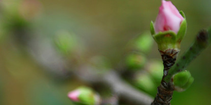 Les bourgeons de printemps
