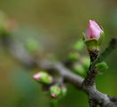 Spring Buds