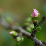 Spring Buds