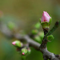 Les bourgeons de printemps