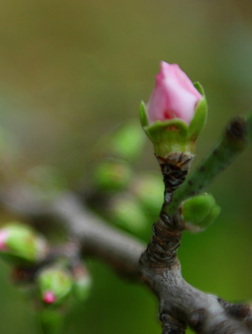 Les bourgeons de printemps