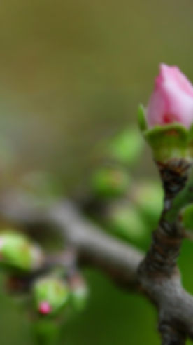 Spring Buds