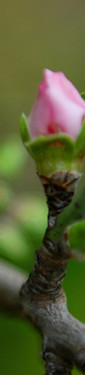 Spring Buds