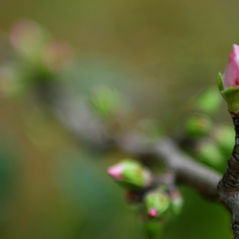 From Winter to Spring: The In-Between Days