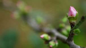 望ましい未来を実装するために、ウェルビーイング事業を始めます