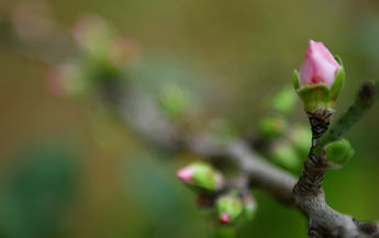 Les bourgeons de printemps 