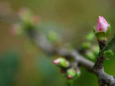 Spring Buds 