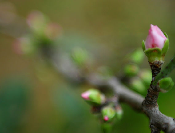 Spring Buds