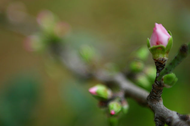 Spring Buds 