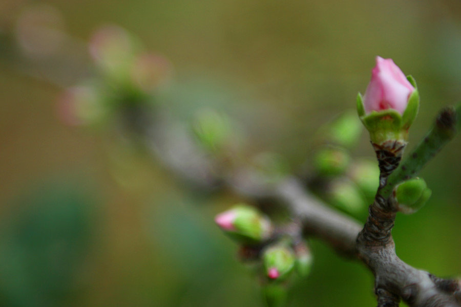 Spring Buds