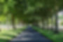 tree lined path.jpg