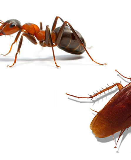 ants-cockroaches.jpg
