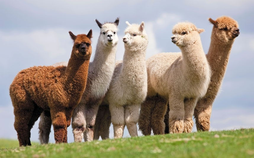 What are alpacas?