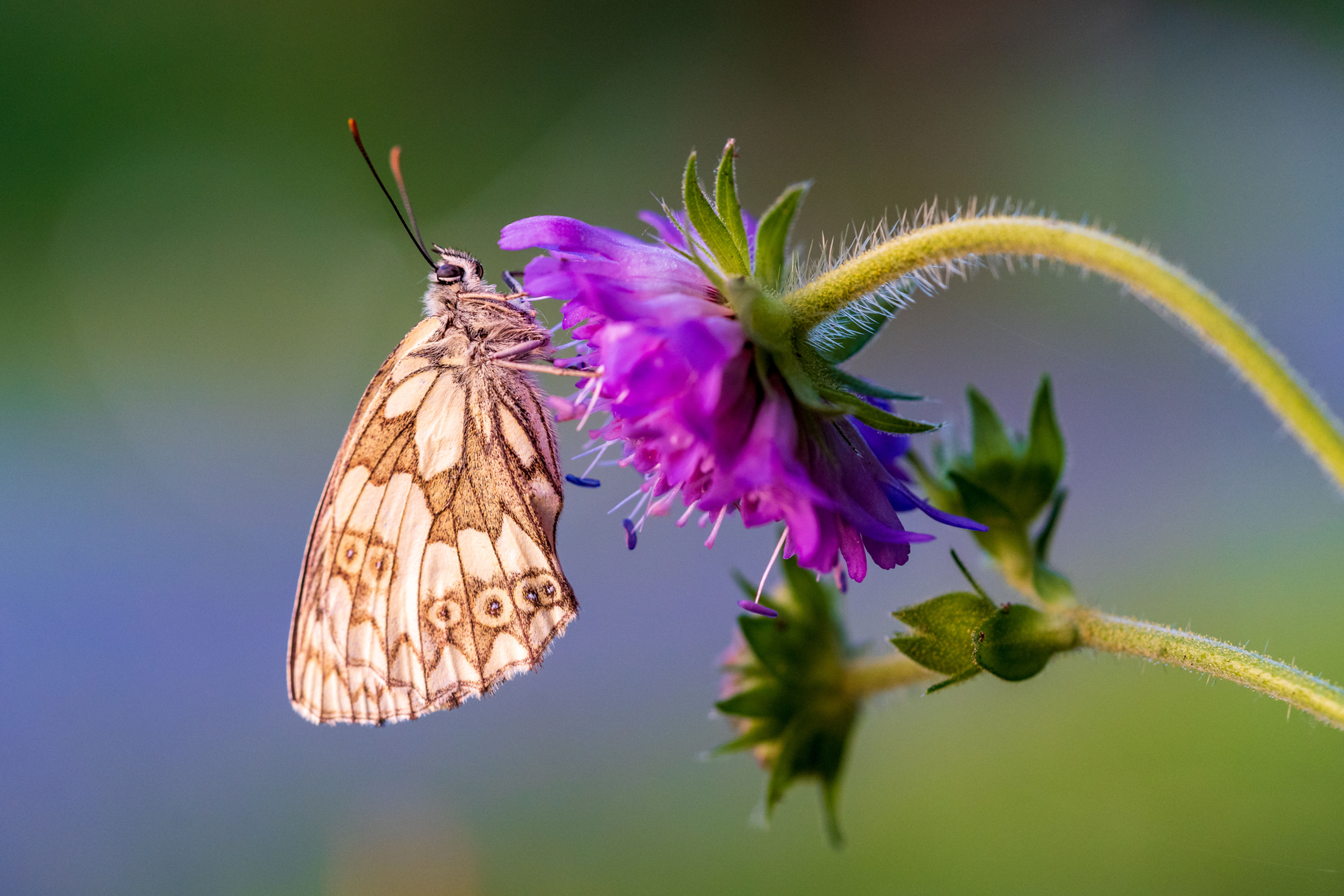 Postkarte mit Schmetterling auf Blüte