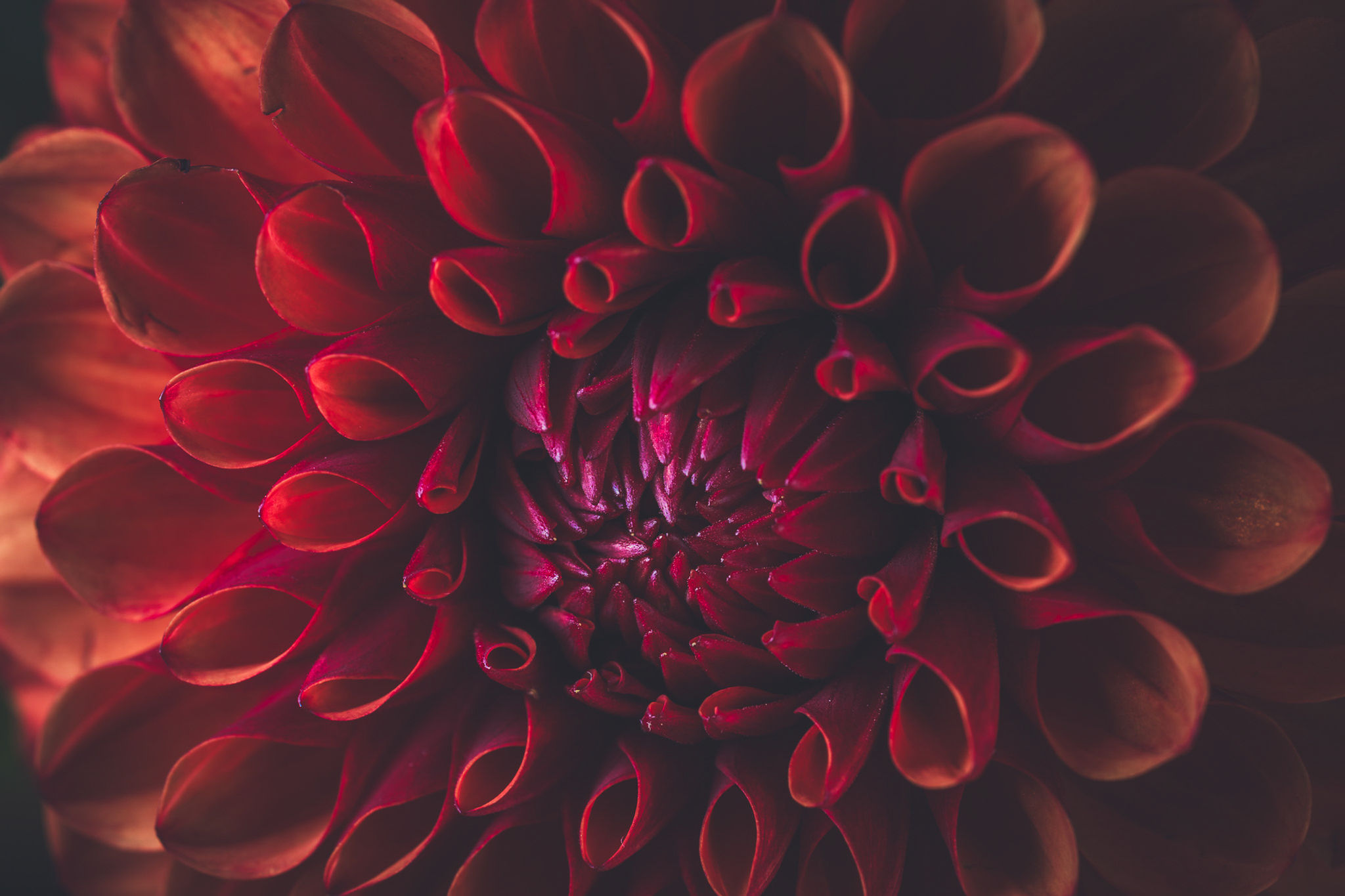 Postkarte mit roter Blüte