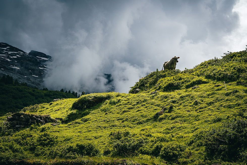 Kuh als Beobachterin