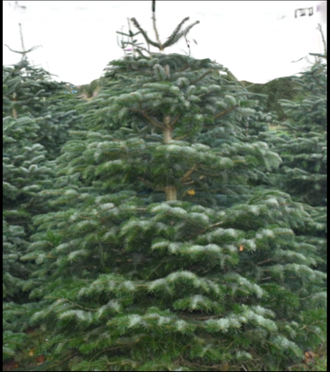 Christmas tree at Laurel Farm Garden Centre