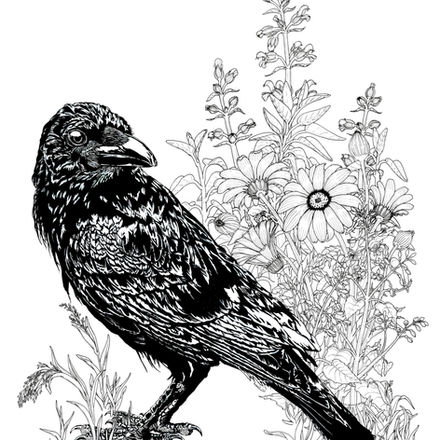 Raven with salvia, marigold, nightshade and switch grass