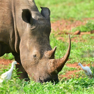 Rhino with cattle egrets in Kruger National Park