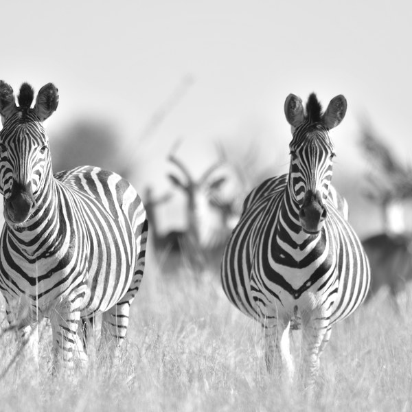 Zebras photographed with a telephoto lens in Kruger