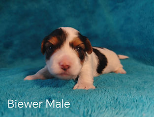 Biewer male Yorkie new arrival