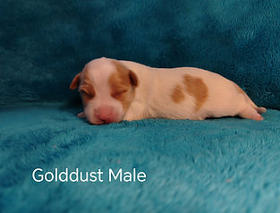 Golddust Male Yorkie puppy