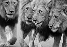 Four large male lions seen close to Skukuza Camp