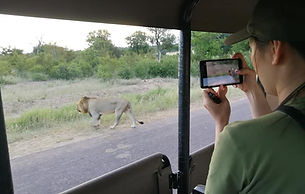 Lionb next to an open safari vehicle on game drive