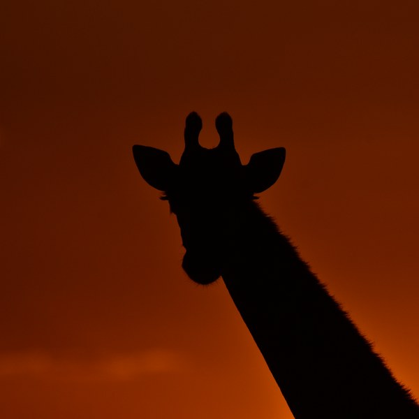 Giraffe silhouette at sunset in Kruger National Park