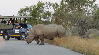 Private Kruger Park full day game drive 