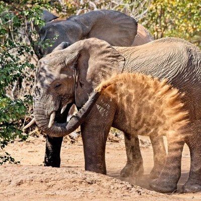 Elephant taking a dust bath in Kruger National Park