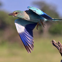 European roller taking flight B1 Photo Safaris in Kruger Park