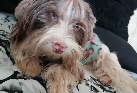 Heavenly Yorkies Blue-Dimond Chocoberry