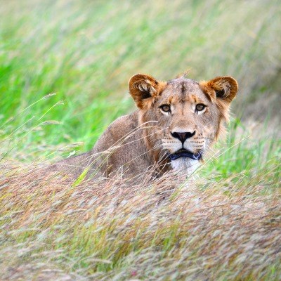Lioness in long grass in Kruger National Park