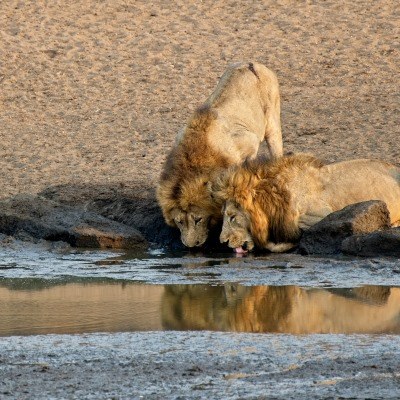 Pride of lions drinking at a river in Kruger National Park