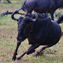 Blue wildebeest running in the rain B1 Photo Safaris in Kruger Park