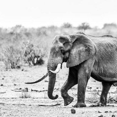 Black and white elephant portrait from a Kruger photo safari