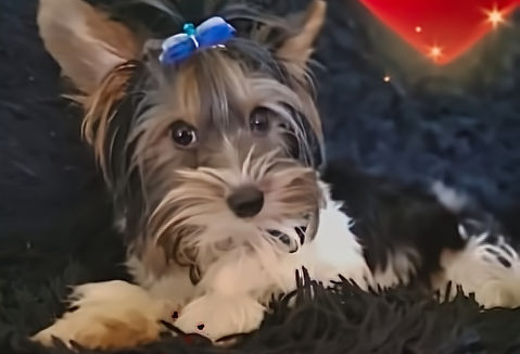 Picasso Male yorkie