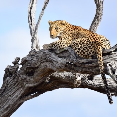 Leopard resting in a tree in Kruger National Park