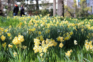 Probiotics For The Sneezin' Season